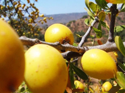 Moroccan Argan Oil - Image 3