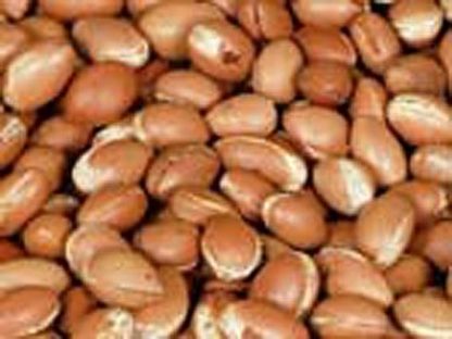Moroccan Argan Oil - Image 4