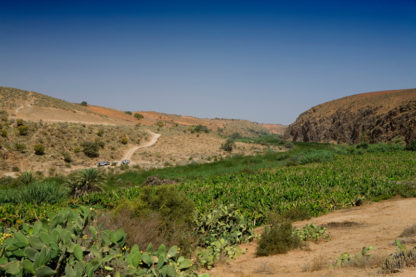 Moroccan Pure Prickly Pear Seed Oil - Image 2