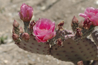 Moroccan Pure Prickly Pear Seed Oil - Image 3