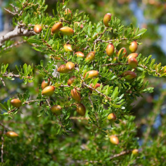 Argan Oil