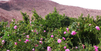 Moroccan organic roses